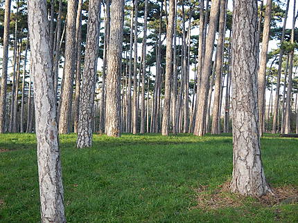 Petite forêt de pins