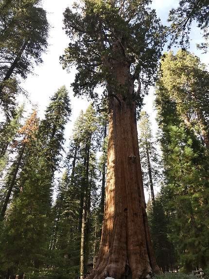 Sequoia National parc