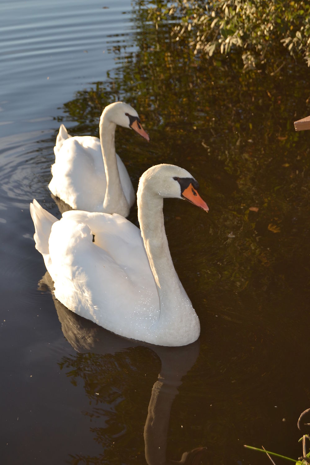 Le couple de cygnes, plan d'eau de Lormes