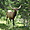 Elk à Rocky Mountain N.P.