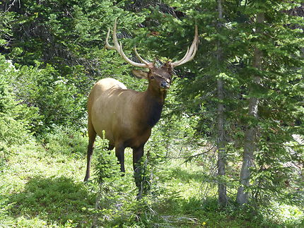 Elk à Rocky Mountain N.P.