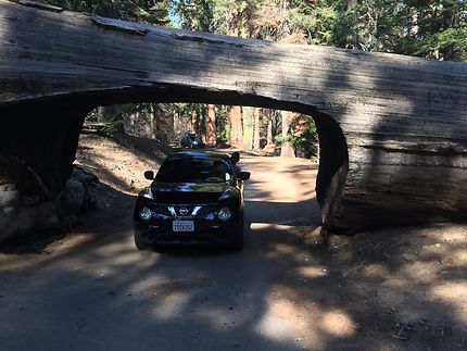 Sequoia Park 