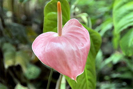 Anthuriumrose Anthuriumrose