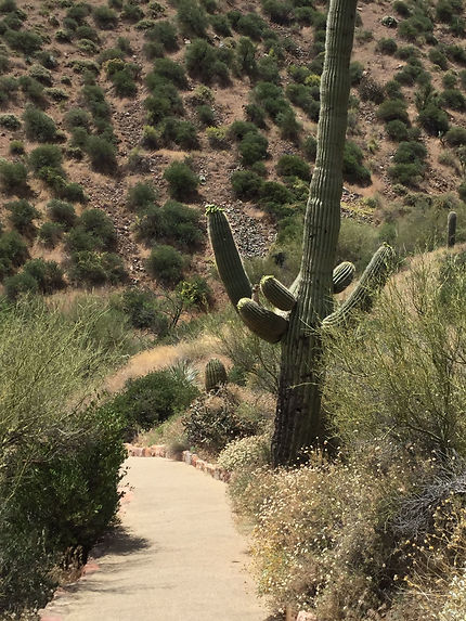 Arizona - Cactus 