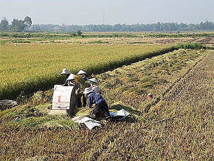 Récolte artisanale du riz dans les environs de Hoi An