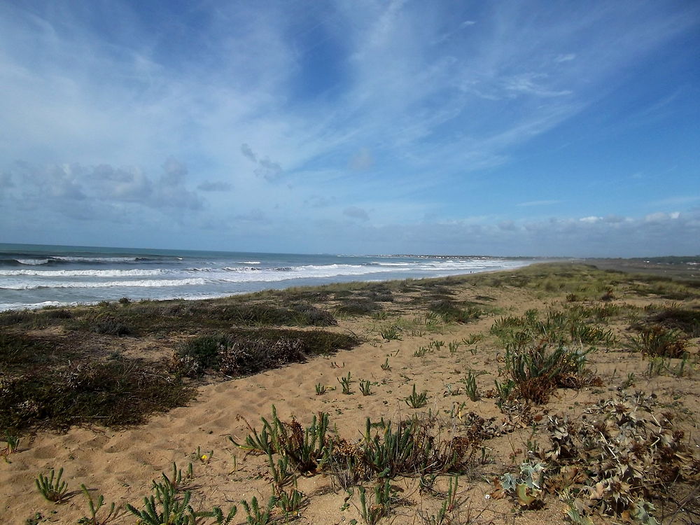 Depuis les dunes