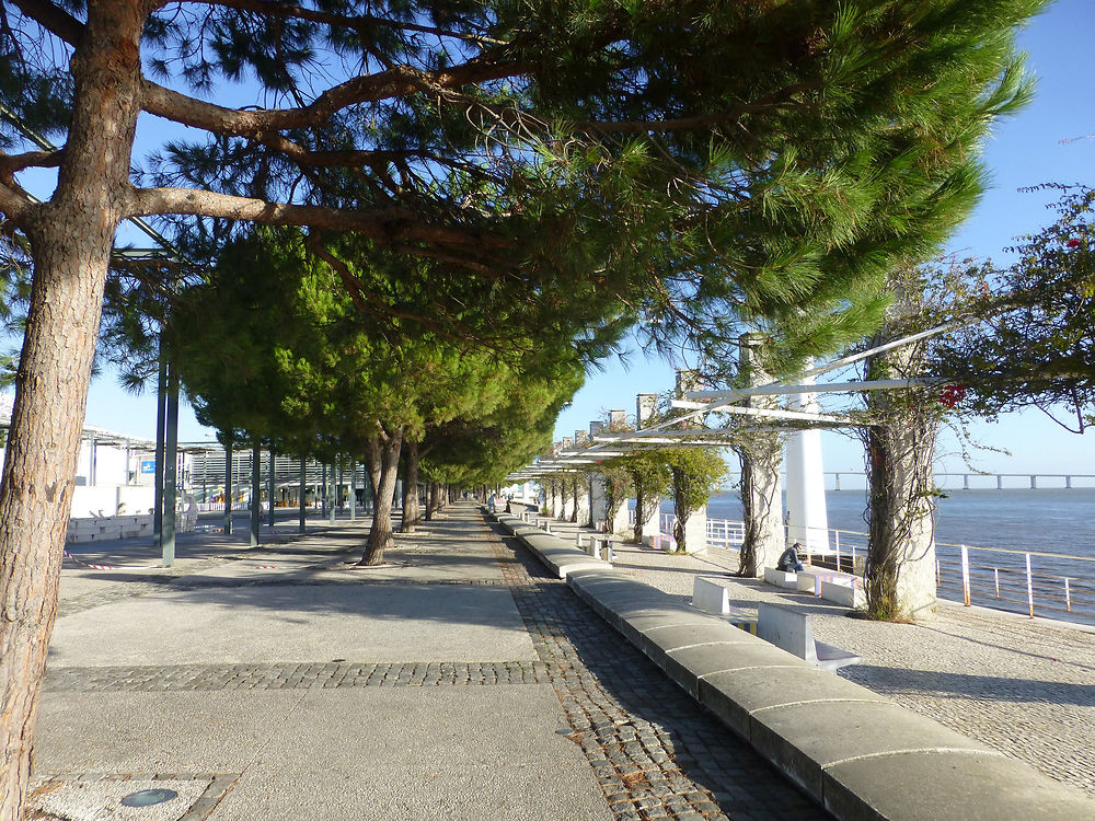 Sous les pins du parc des Nations, Lisbonne