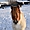 Un poney dans la neige à Battice