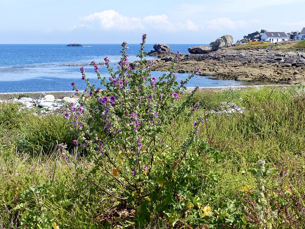 Vue imprenable à l'Ile de Sein