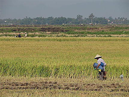 Récolte artisanale du riz dans les environs de Hoi An
