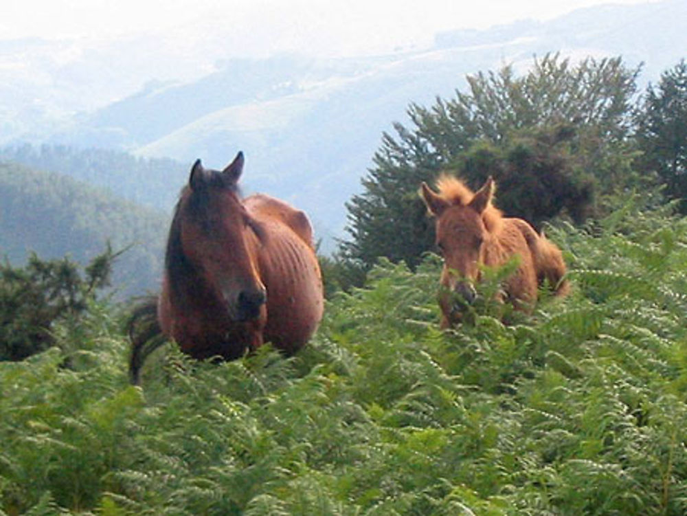 Pottok en liberté