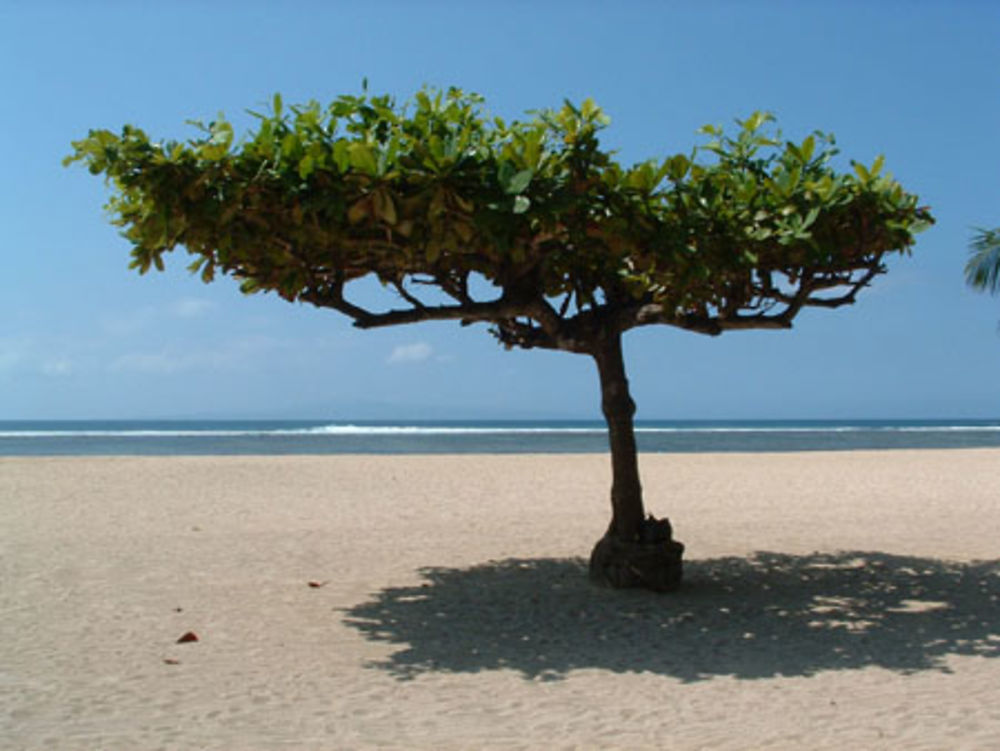 Arbre plage de Sanur