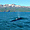 Baleine au large d'Húsavík