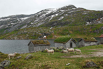 Gaularfjellet - moutons au bord du lac