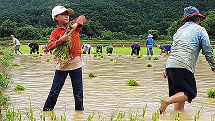 Plantation du riz