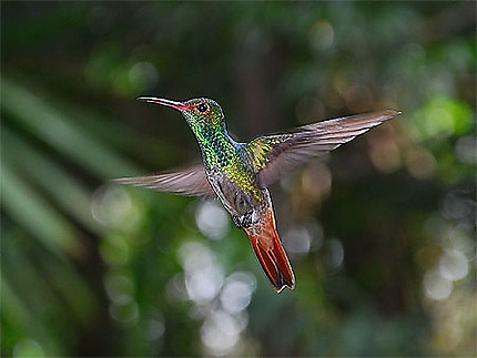 Colibri de Monteverde