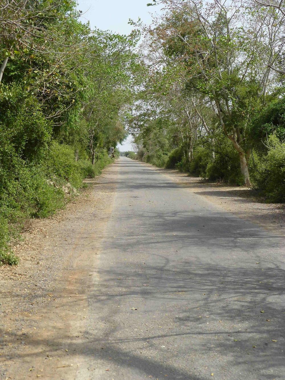 Unique route du parc