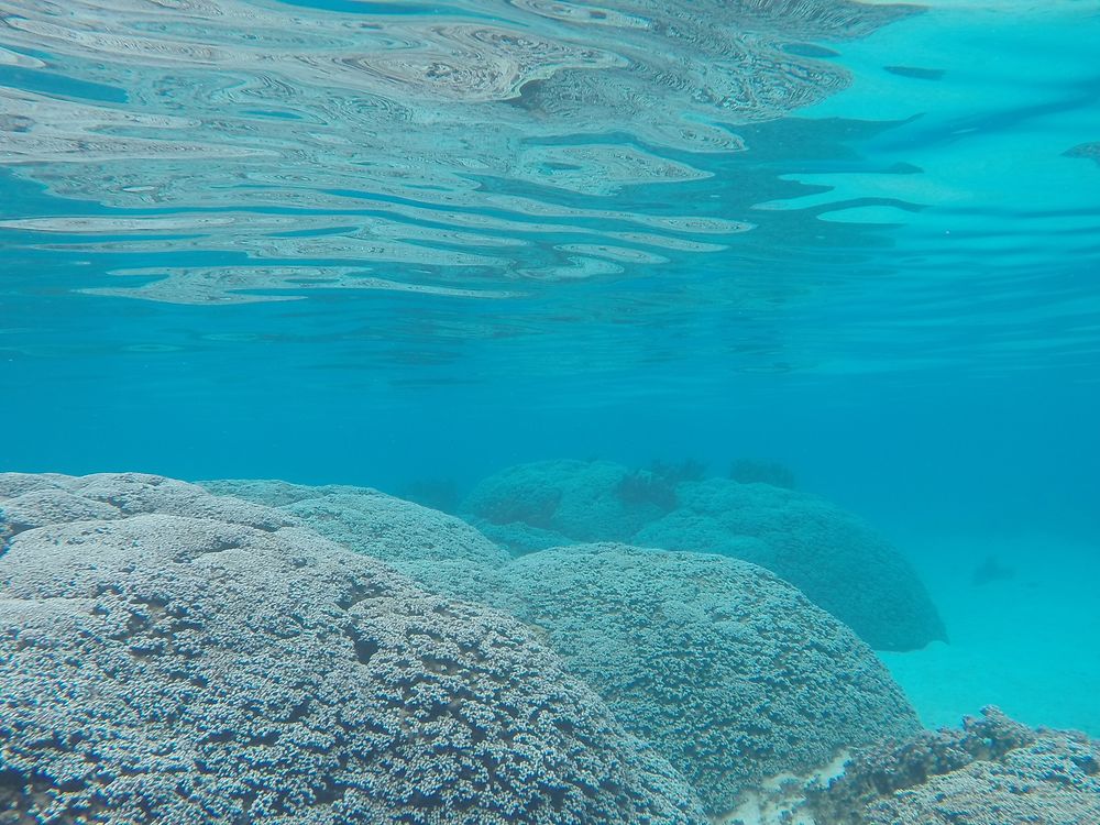 Patés de coraux de Tahiti