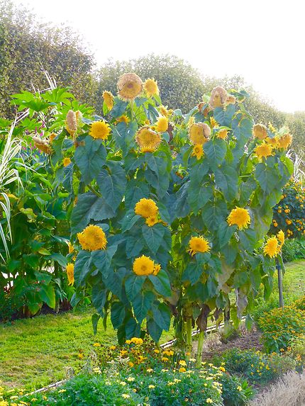 Arbuste de fleurs de tournesol, Jardin des Plantes