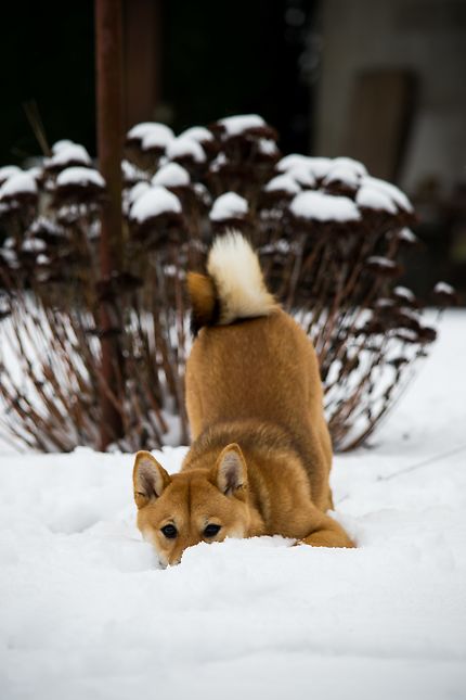Shiba in snow