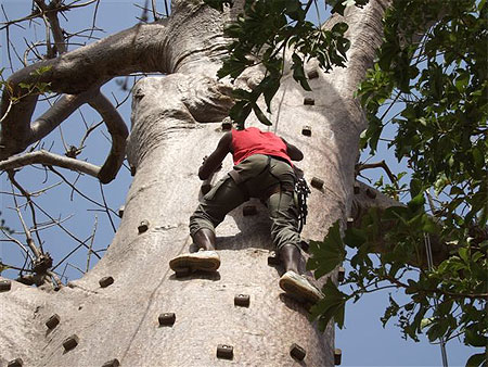 Accrobaobab à Sindia