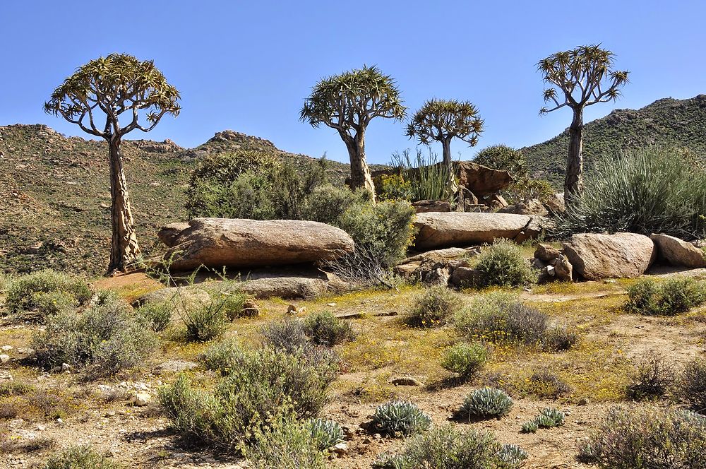 Goegap Nature Reserve