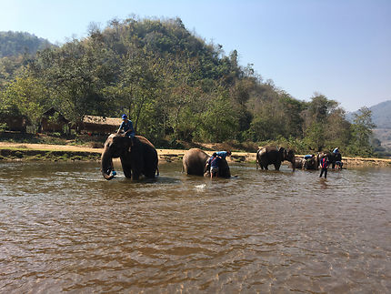 Bain des éléphants à Chiang Mai