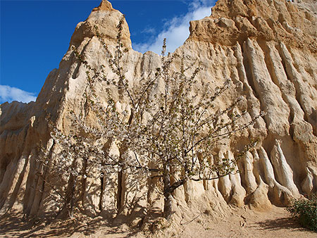 Orgues d'Ille sur Tet Orgues d'Ille sur Tet