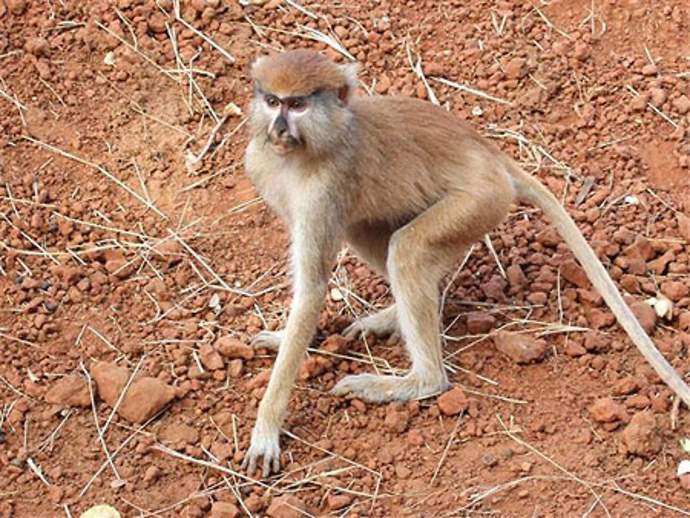 Singe rouge de Nianing