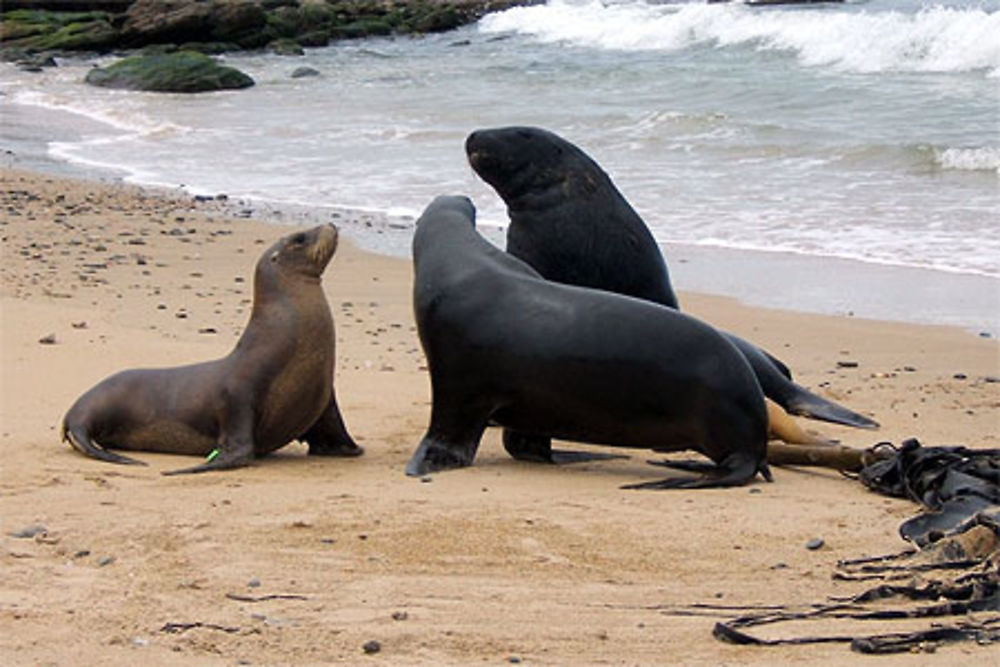 Réunion d'otaries