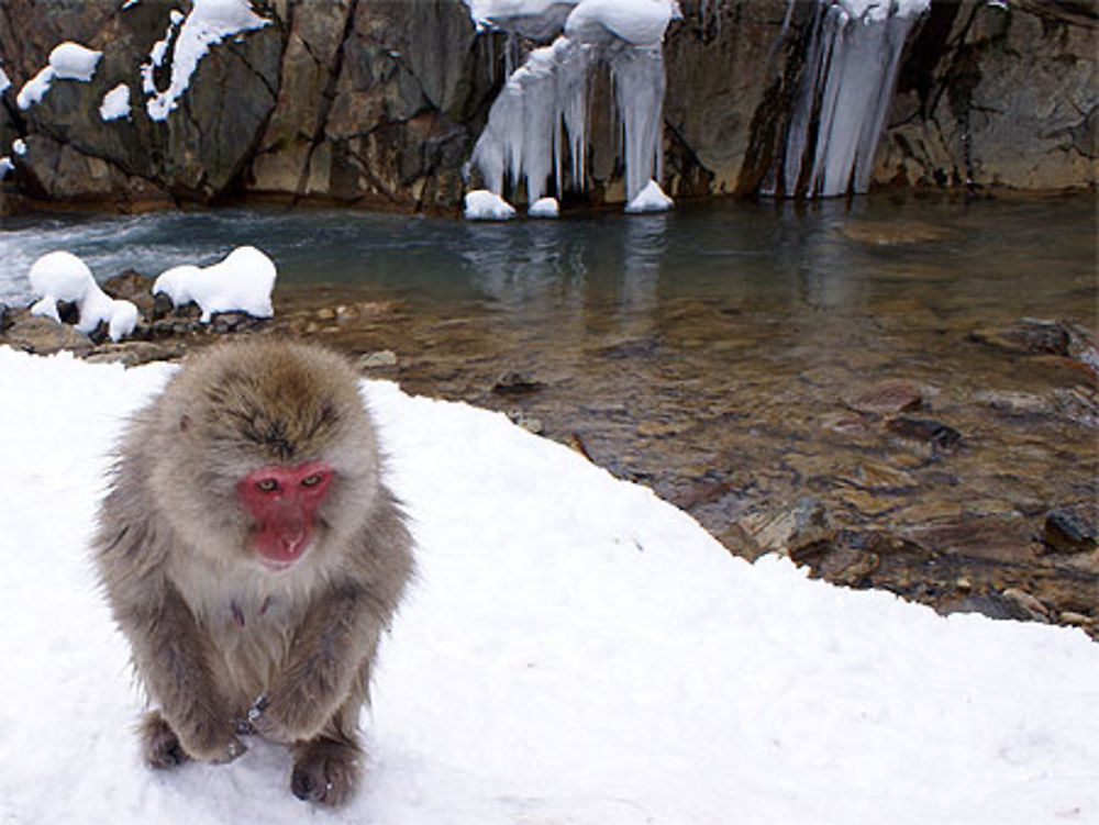 Macaque des neiges