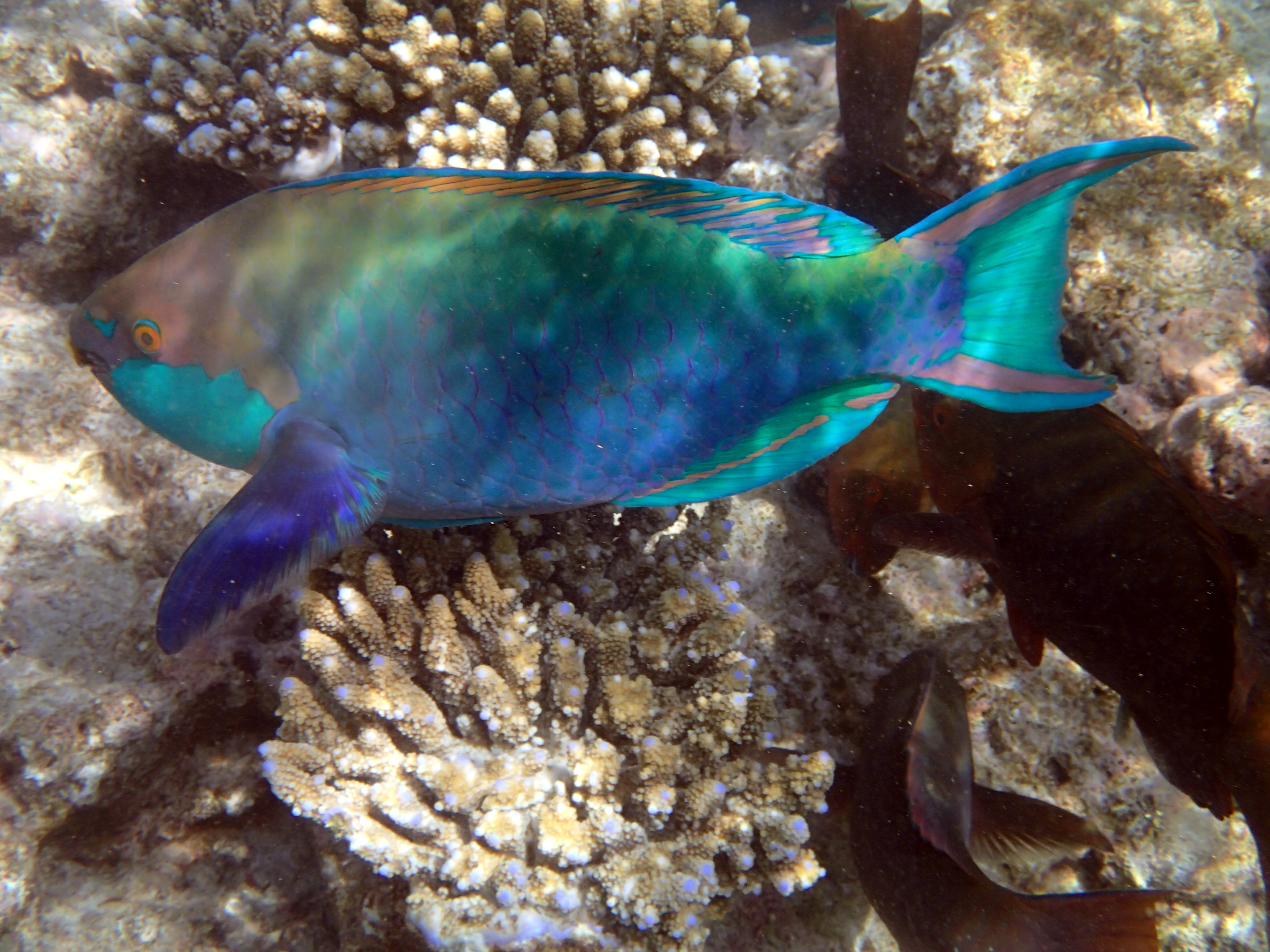 Poisson perroquet Poisson perroquet