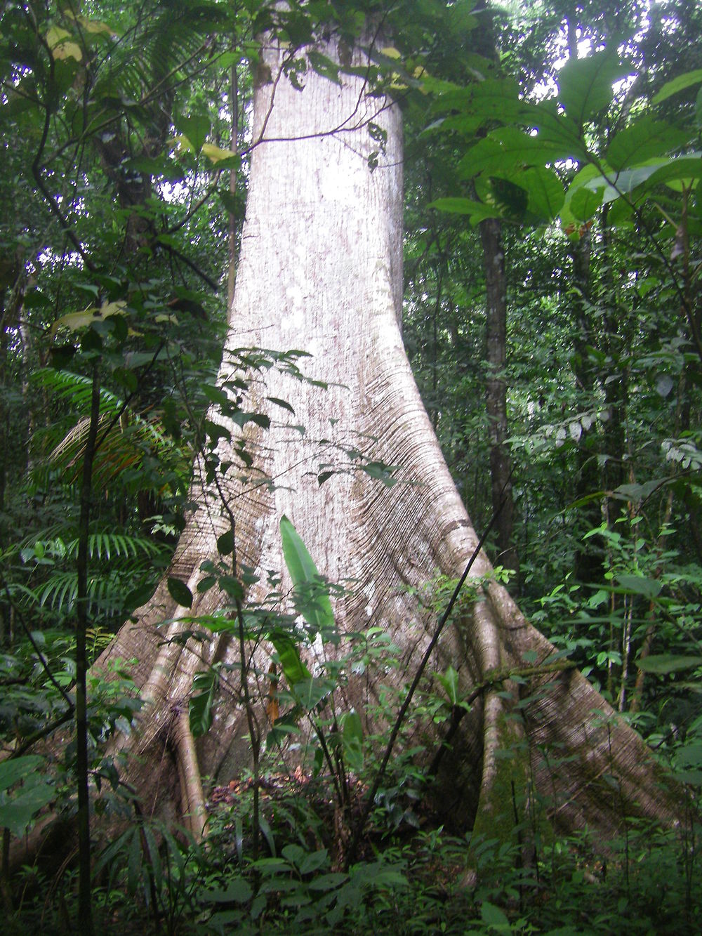 Fromager de Saül en Guyane