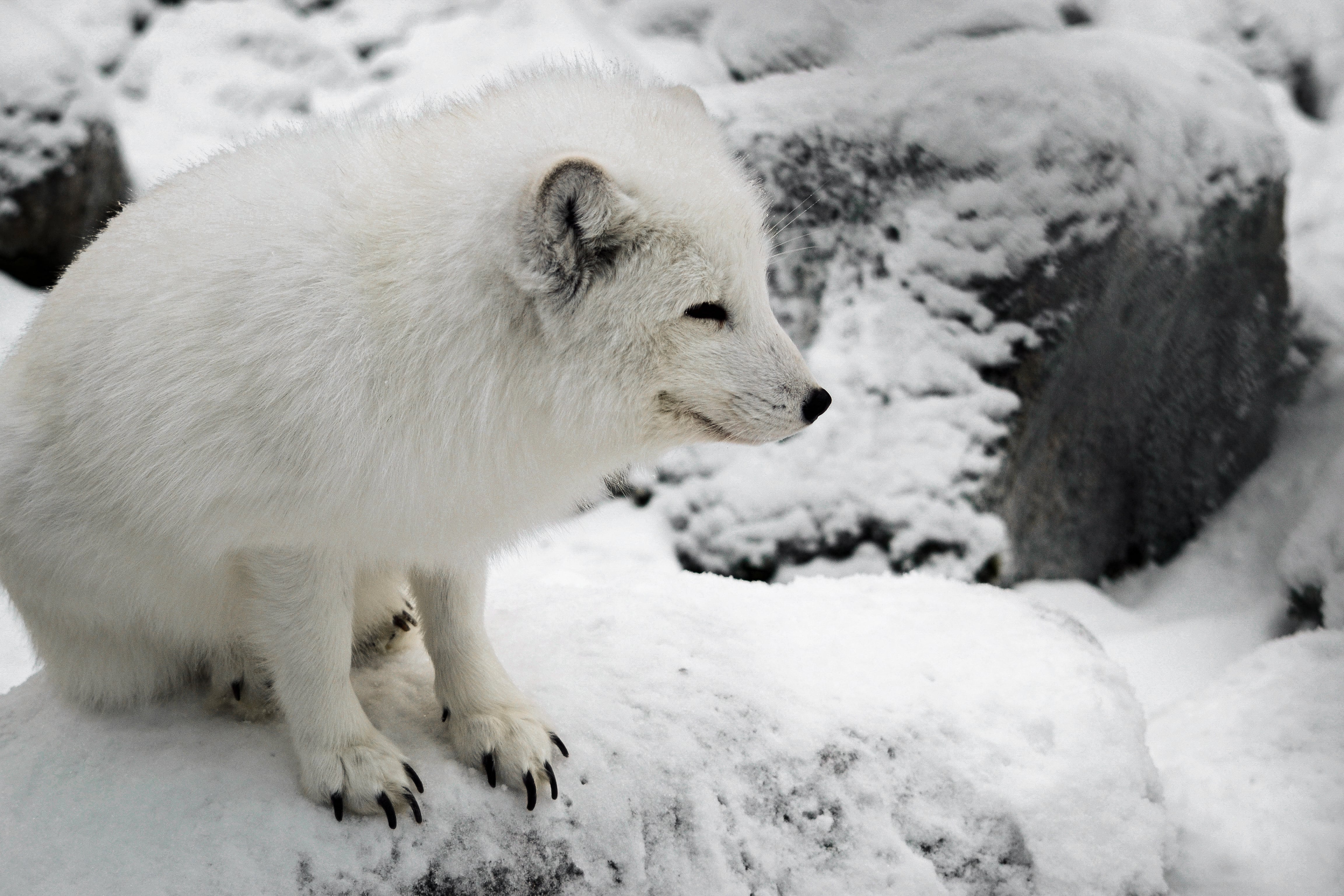 Renard blanc Renard blanc