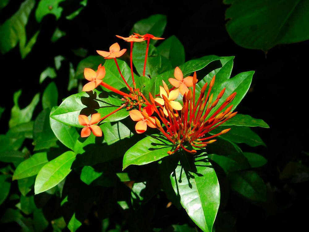 Fleurs de Guadeloupe