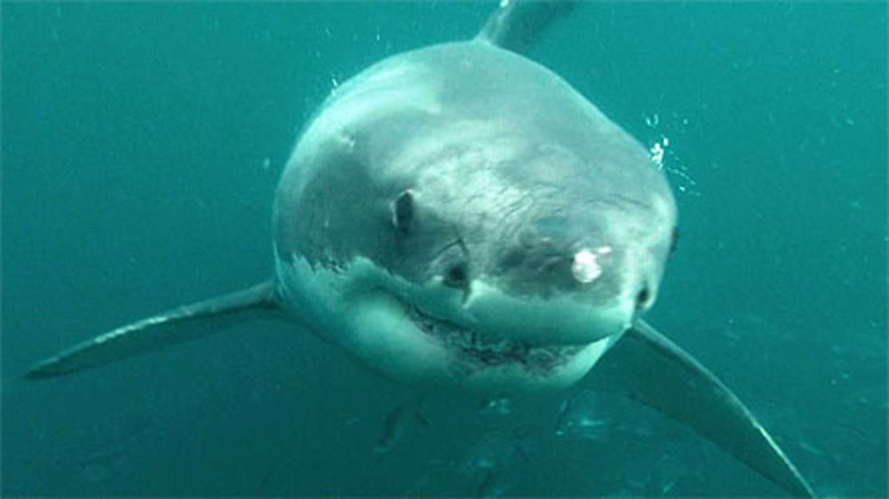 Requin Blanc