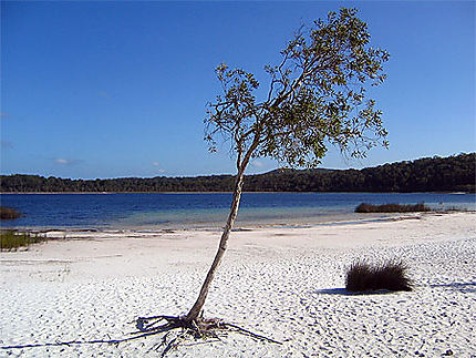 Lac de Fraser Island