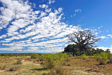 Baobab d'Ampanihy Baobab d'Ampanihy