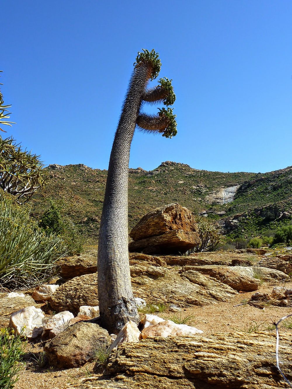 Goegap Nature Reserve