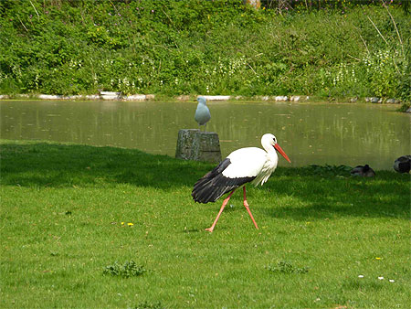 Cigogne sur le zwin Cigogne sur le zwin