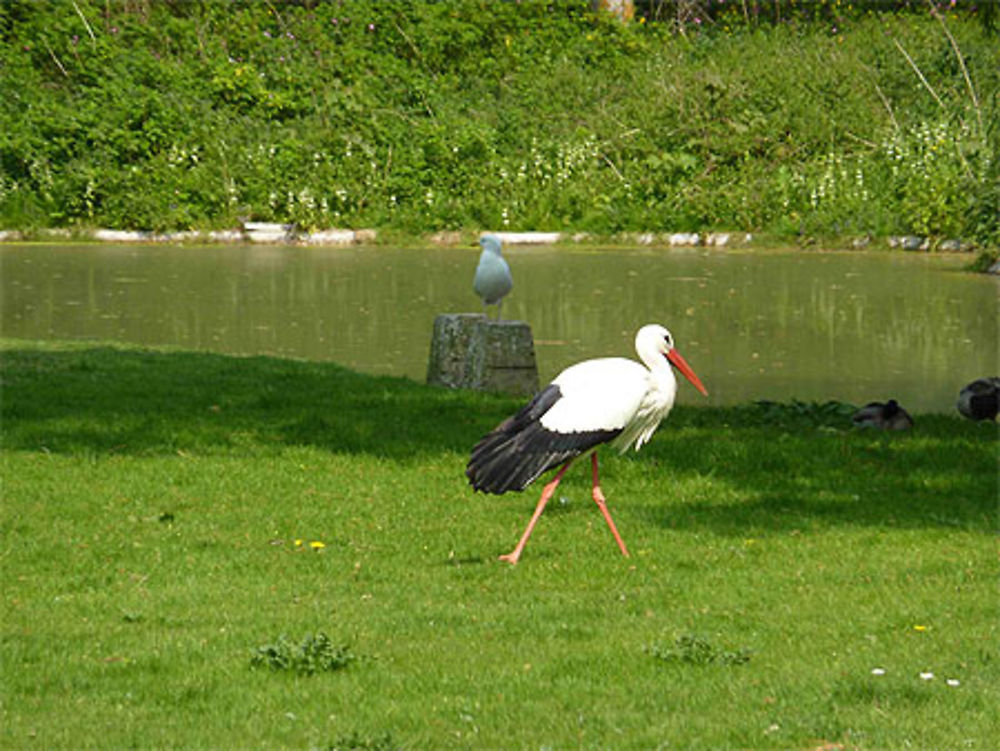 Cigogne sur le zwin