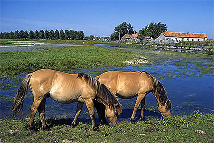 Chevaux Henson, Baie de Somme : Animaux : Baie de Somme : Somme : Picardie  