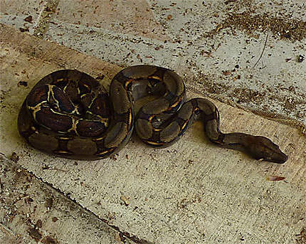 Serpent du Costa Rica