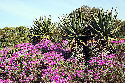 Jardin de Kirstenbosch