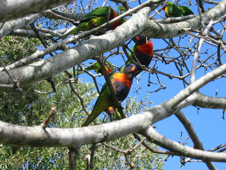 Un arbre multicolore Un arbre multicolore