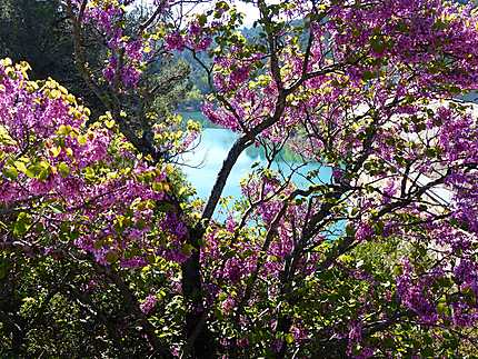 Arbres en fleurs au lac de Bimont