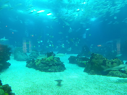 Musée océanographique 