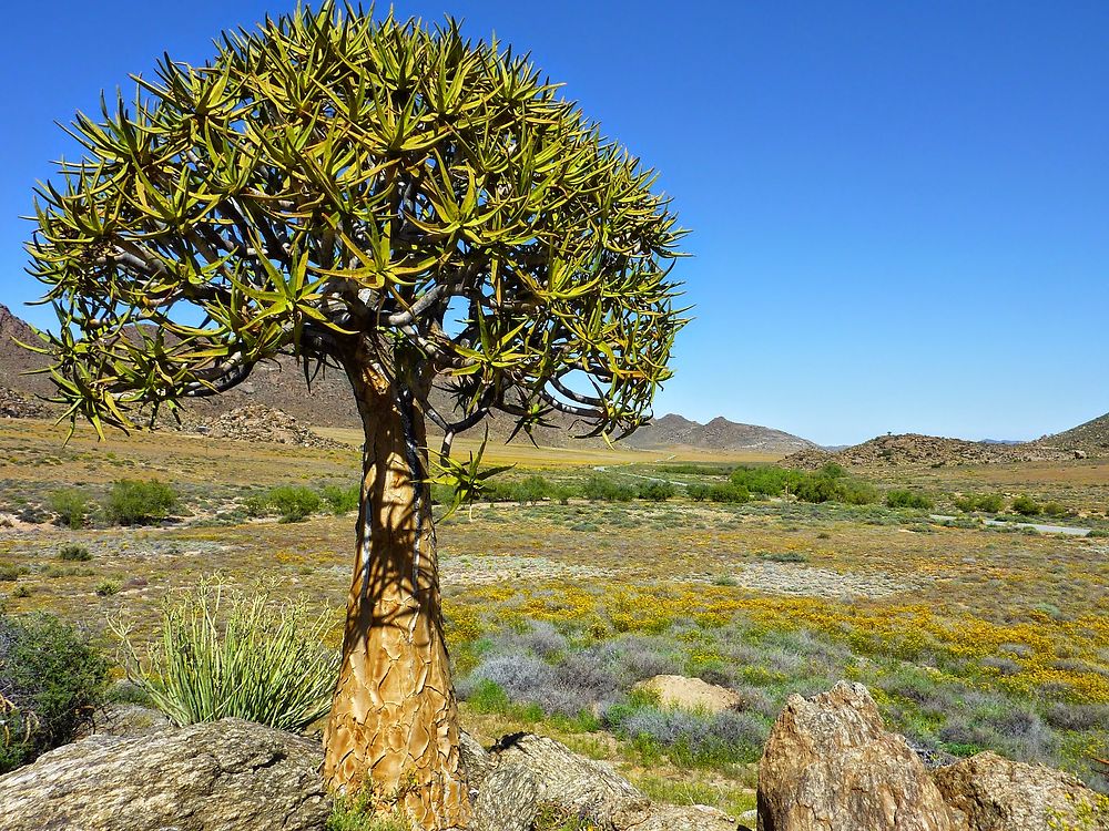 Goegap Nature Reserve