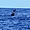 Baleine au large du Carbet