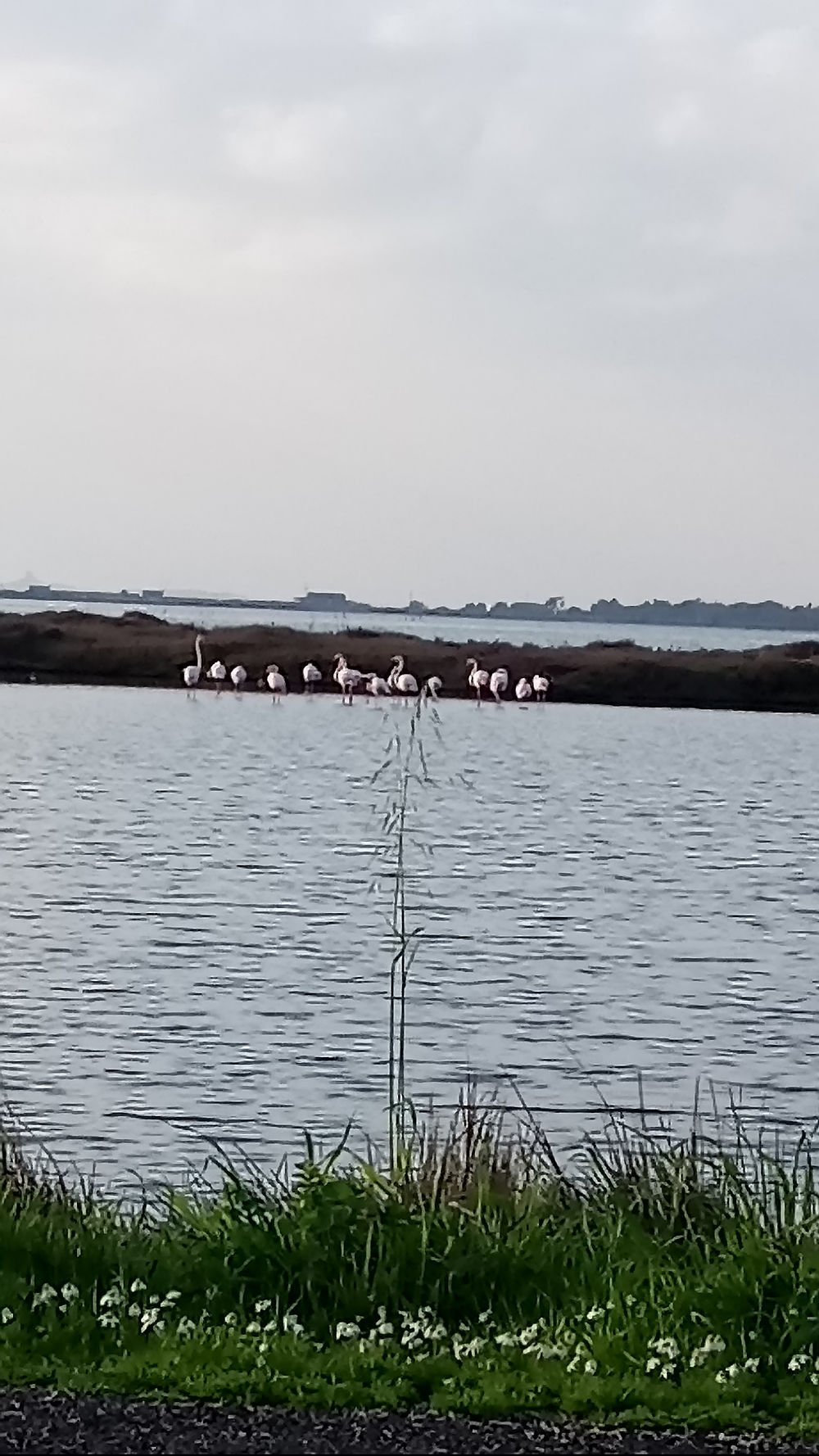 Flamants roses sur la lagune